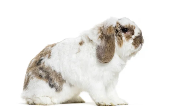 Holland lop rabbit sitzt vor weißem Hintergrund — Stockfoto