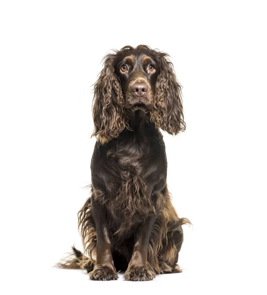 English Cocker Spaniel sitting in front of white background — Stock Photo, Image