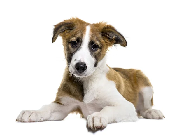 Border Collie, 3 months old, lying in front of white background — Stock Photo, Image