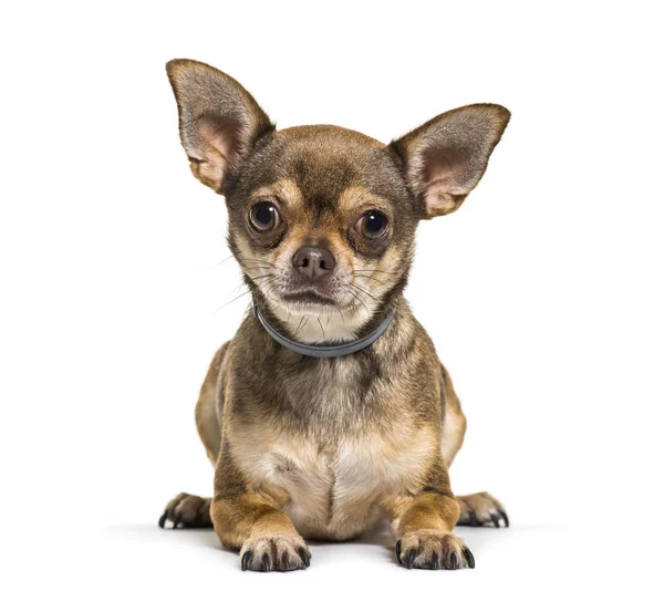 Chihuahua acostado frente al fondo blanco — Foto de Stock
