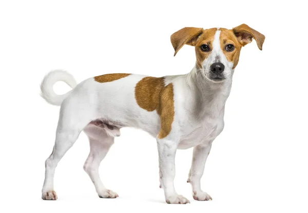 Jack russell terrier in de voorkant van witte achtergrond — Stockfoto