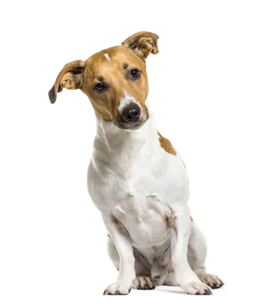 Jack russell terrier sitter framför vit bakgrund — Stockfoto