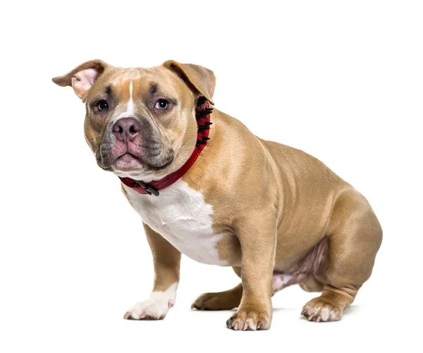 American Bully sitting in front of white background — Stock Photo, Image