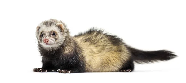 Ferret lying in front of white background — Stock Photo, Image