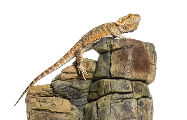 Bearded Dragon, Pogona vitticeps, on rock in front of white back — Stock Photo, Image