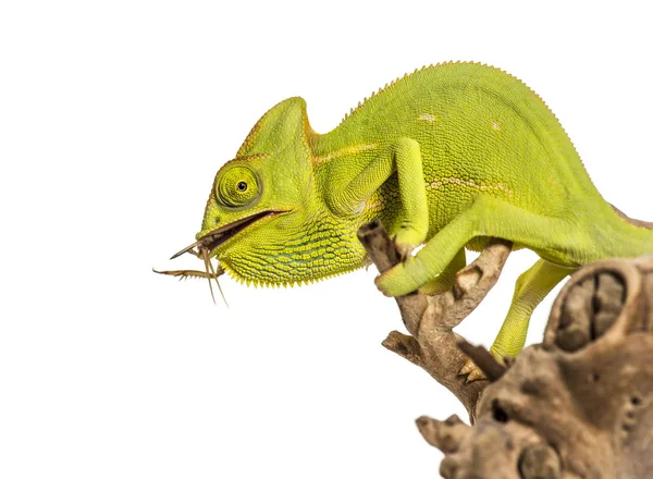 Camaleón, Camaleón camaleón, alimentándose de insectos delante de wh — Foto de Stock