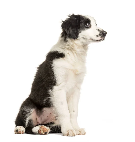 ボーダー ・ コリー犬、2 ヶ月、白い背景があるの前に座って — ストック写真