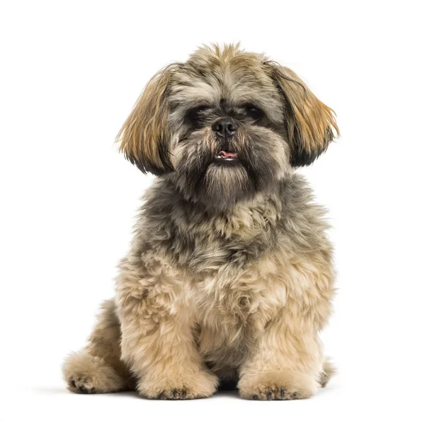 Shih Tzu, 2 months old, sitting in front of white background — Stock Photo, Image