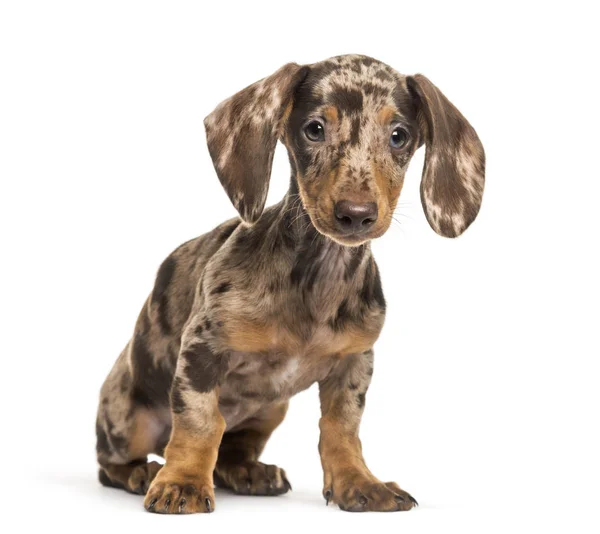 Dachshund, perro salchicha, 4 meses de edad, sentado delante de blanco — Foto de Stock