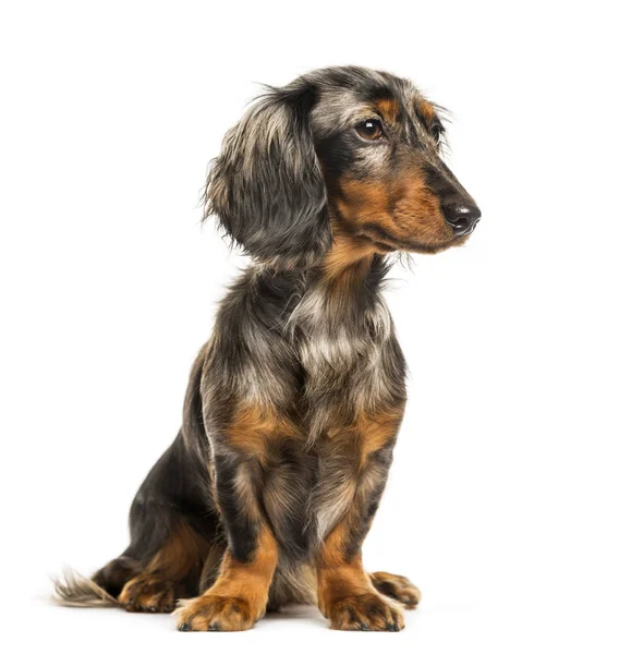 白い背景の前に座ってソーセージ犬ダックスフント — ストック写真