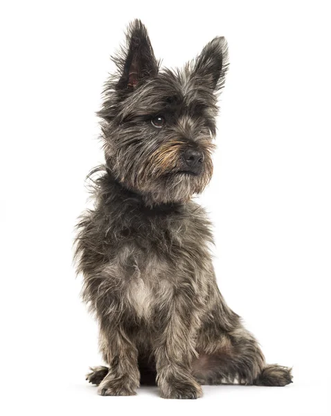 Cairn Terrier fehér háttér előtt ülve — Stock Fotó