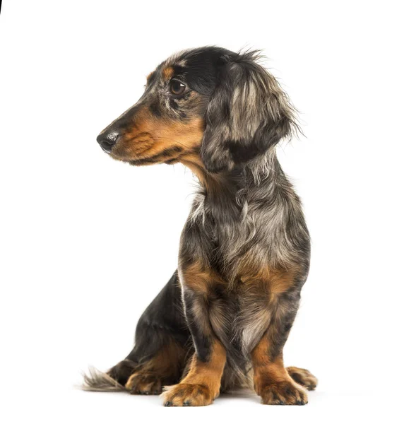 Dachshund, perro salchicha sentado frente al fondo blanco —  Fotos de Stock