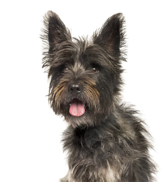 Cairn Terrier in front of white background — Stock Photo, Image