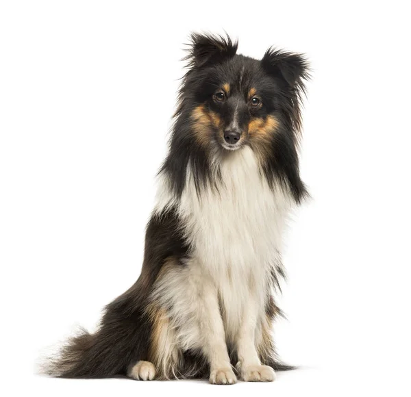 Shetland Sheepdog, 10 months old, sitting in front of white back — Stock Photo, Image