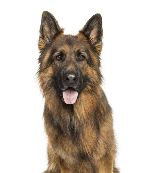 German Shepherd in front of white background — Stock Photo, Image
