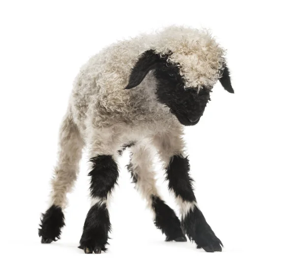 Lamb looking down in front of white background — Stock Photo, Image