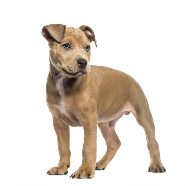 American Bully, 2 months old, in front of white background — Stock Photo, Image