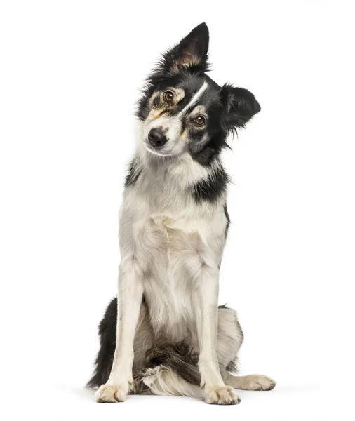 Bordercollie zit op witte achtergrond — Stockfoto