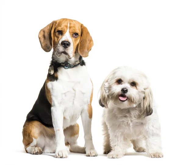 Beagle, cão misto sentado na frente do fundo branco — Fotografia de Stock