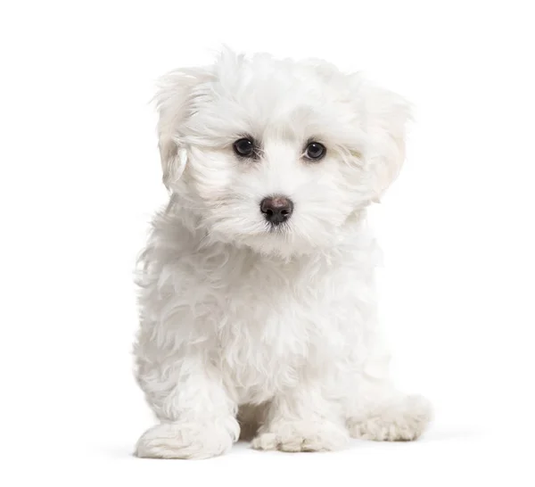 Maltese Dog, 3 months old, sitting in front of white background — Stock Photo, Image