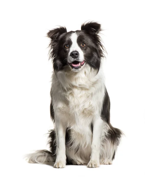 Border Collie sitting in front of white background — Stock Photo, Image
