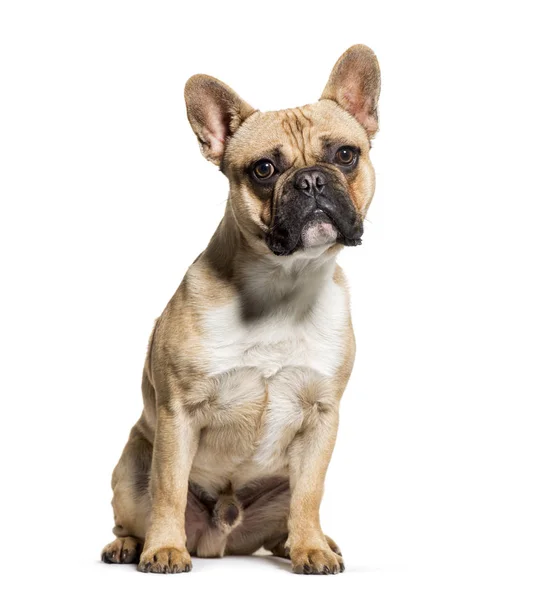 Bulldog francese seduto di fronte a sfondo bianco — Foto Stock