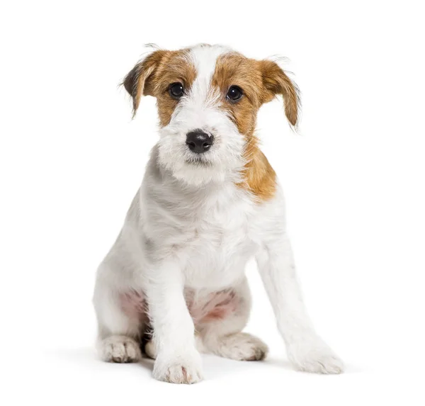 Jack Russell Terrier, 3 aylık beyaz ba önünde oturan — Stok fotoğraf