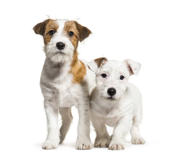 Jack Russell Terrier, 3 meses, em frente ao fundo branco — Fotografia de Stock