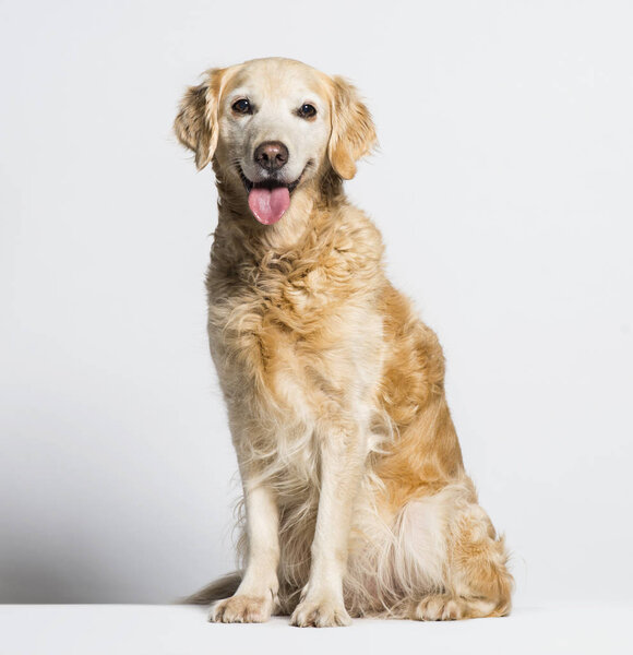 Golden Retriever sitting in front of white background