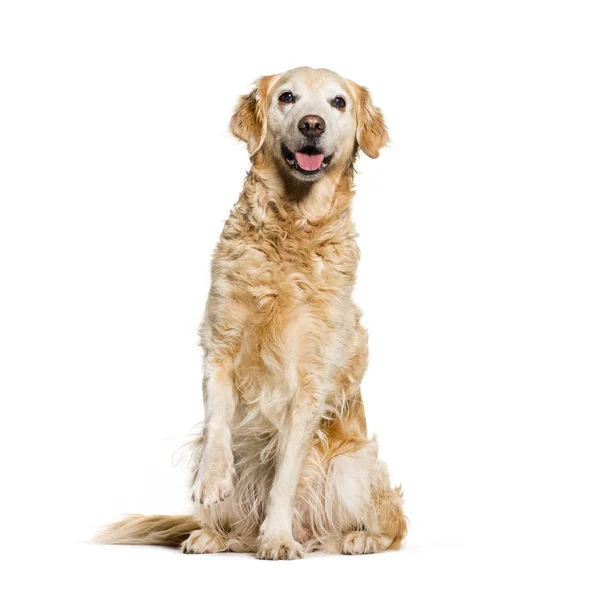 Golden Retriever sentado frente al fondo blanco — Foto de Stock