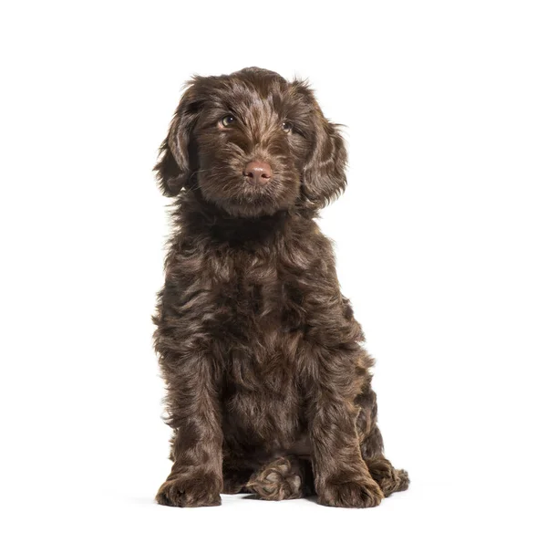 Ausztrál Labradoodle, 2 hónapos, fehér előtt ülve — Stock Fotó