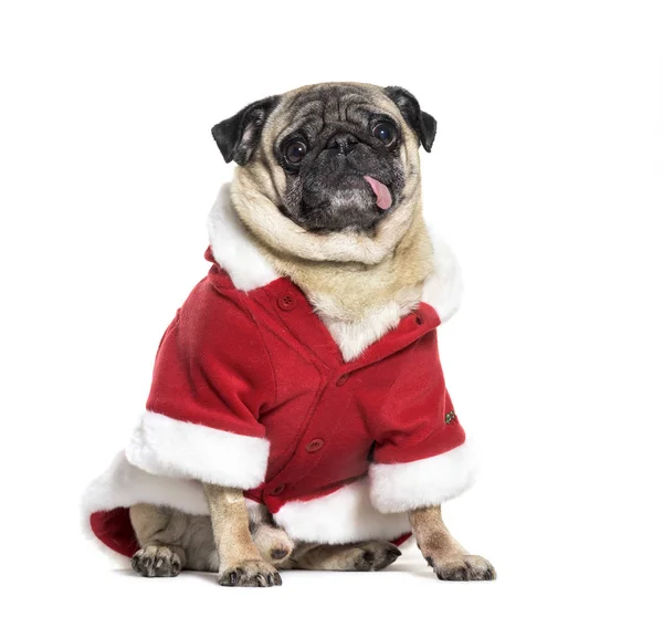 Pug en traje de Santa sentado en frente de fondo blanco — Foto de Stock