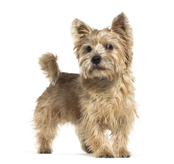 Beyaz arka plan önünde Norwich Terrier — Stok fotoğraf