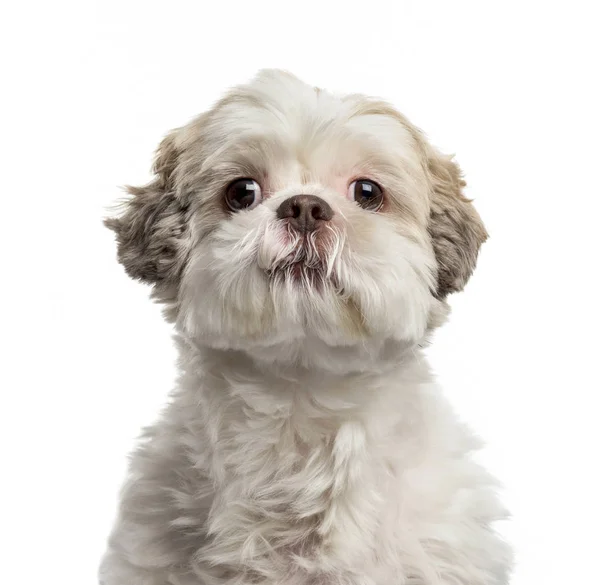 Shih Tzu in front of white background — Stock Photo, Image