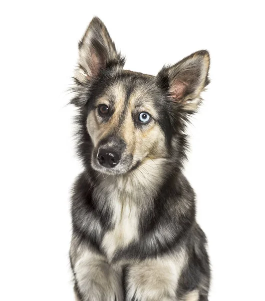 Siberian husky framför vit bakgrund — Stockfoto