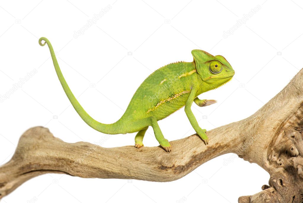 Chameleon, Chamaeleo chameleon, on branch in front of white back