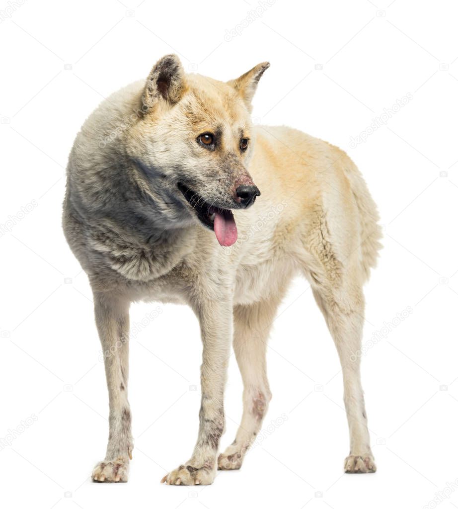 Maltreated Akita Inu in front of white background
