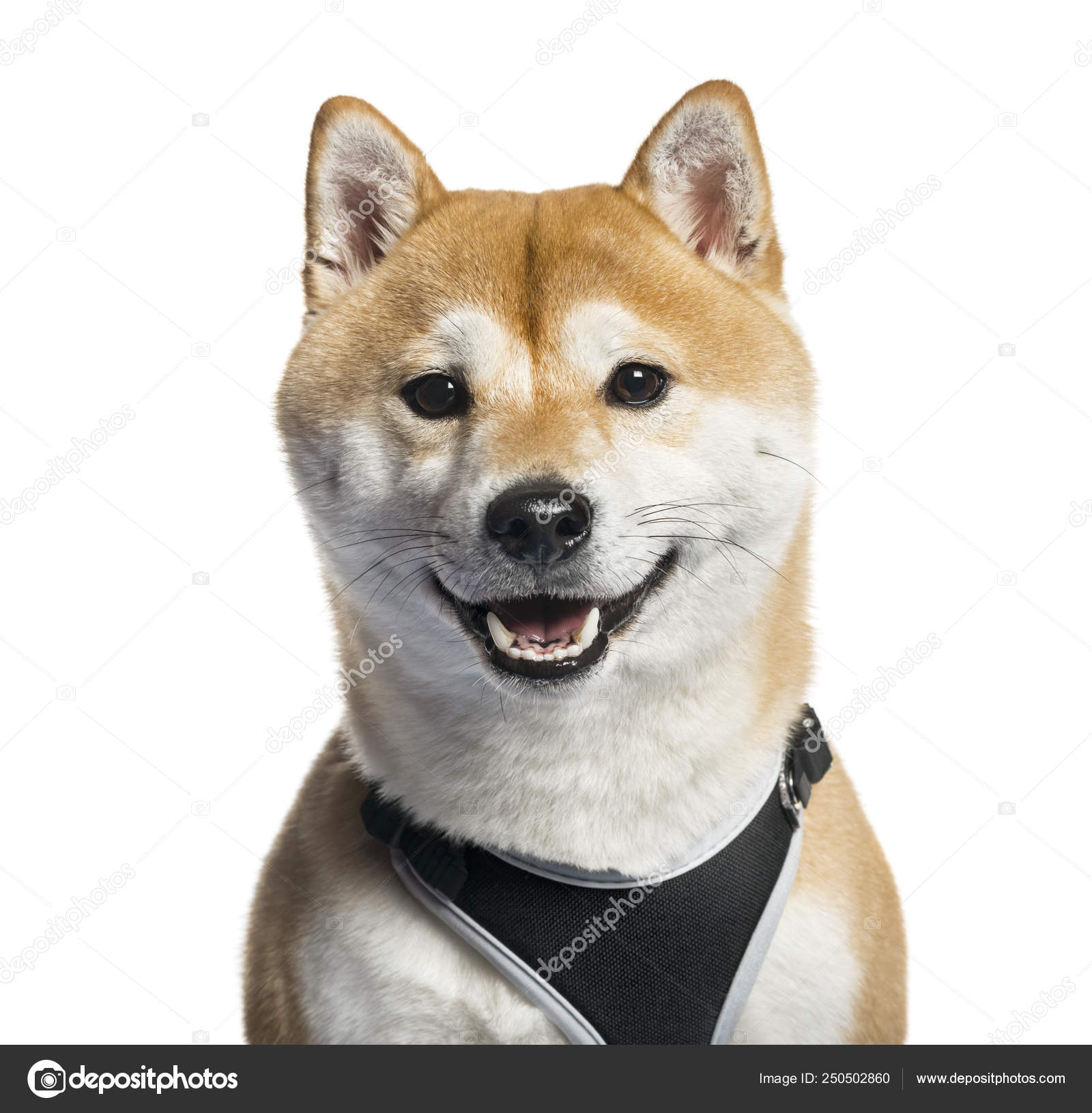 柴犬写真素材 ロイヤリティフリー柴犬画像 Depositphotos 柴犬写真素材 ロイヤリティフリー柴犬画像 Depositphotos