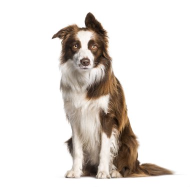 sınır collie, 1 yaşında, beyaz arka plan oturan