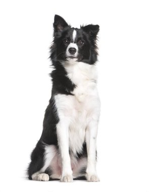 Border Collie, 7 ay yaşlı, beyaz adam önünde oturan