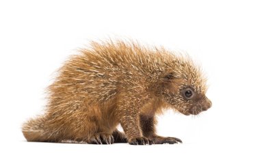 Pup prehensile-tailed porcupine, Coendou prehensilis, isolated,  clipart