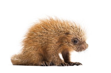 Pup prehensile-tailed porcupine, Coendou prehensilis, isolated,  clipart
