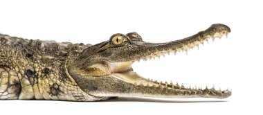 West African slender-snouted crocodile, 3 years old, isolated clipart
