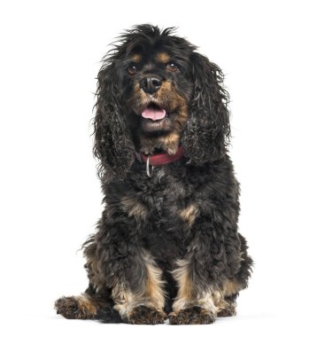 Düşüncesiz kral şarlatan İspanyol beyaz backgrou önünde oturan