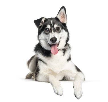 Siberian dış yapraklar ve Labrador Retriever yalan arasında karışık-breed