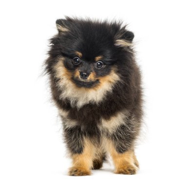 Spitz köpek, 5 aylık beyaz arka plan önünde,