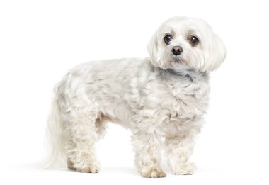 Beyaz arka plan önünde Malta köpeği