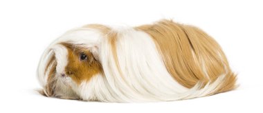 kobay beyaz arka plan önünde