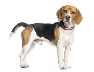 Beyaz arkaplan önünde beagle