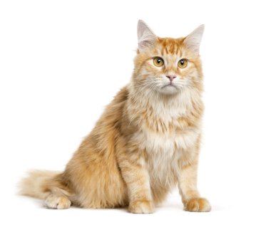 Beyaz arka plan önünde oturan karışık-breed kedi